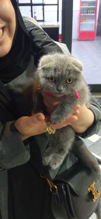 Skoch fold zoti tozasi 2 oylik