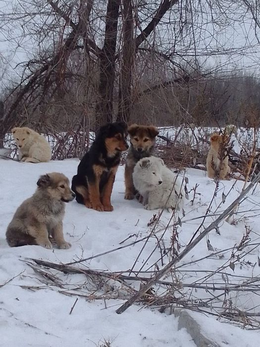 Щенки в добрые ручки