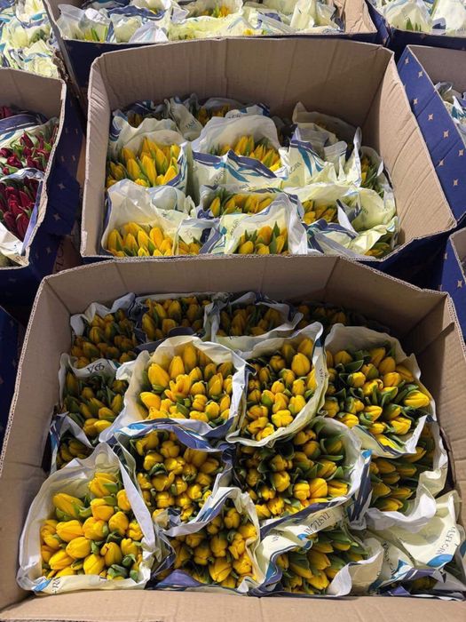 Тюльпаны, предзаказ, 700 тг