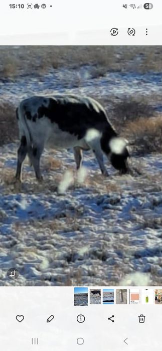 Сатамыз соғымға екі бас улкен майлы сиырларды