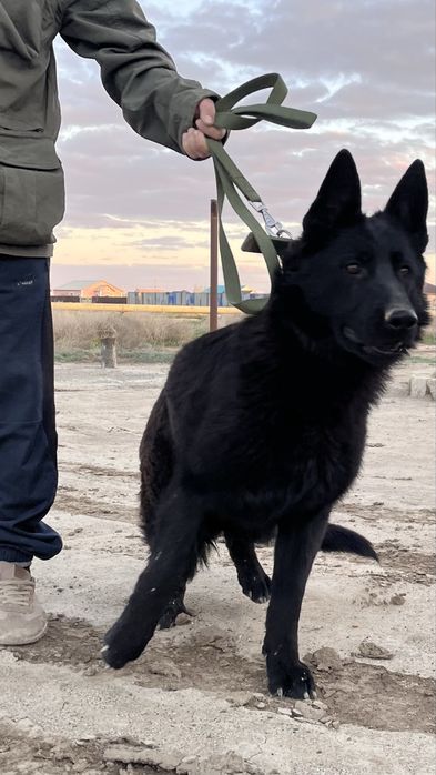 Овчарка 6/7 месяца уатсап жазңдар…