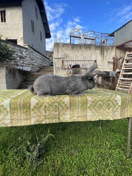 Белгийски великан