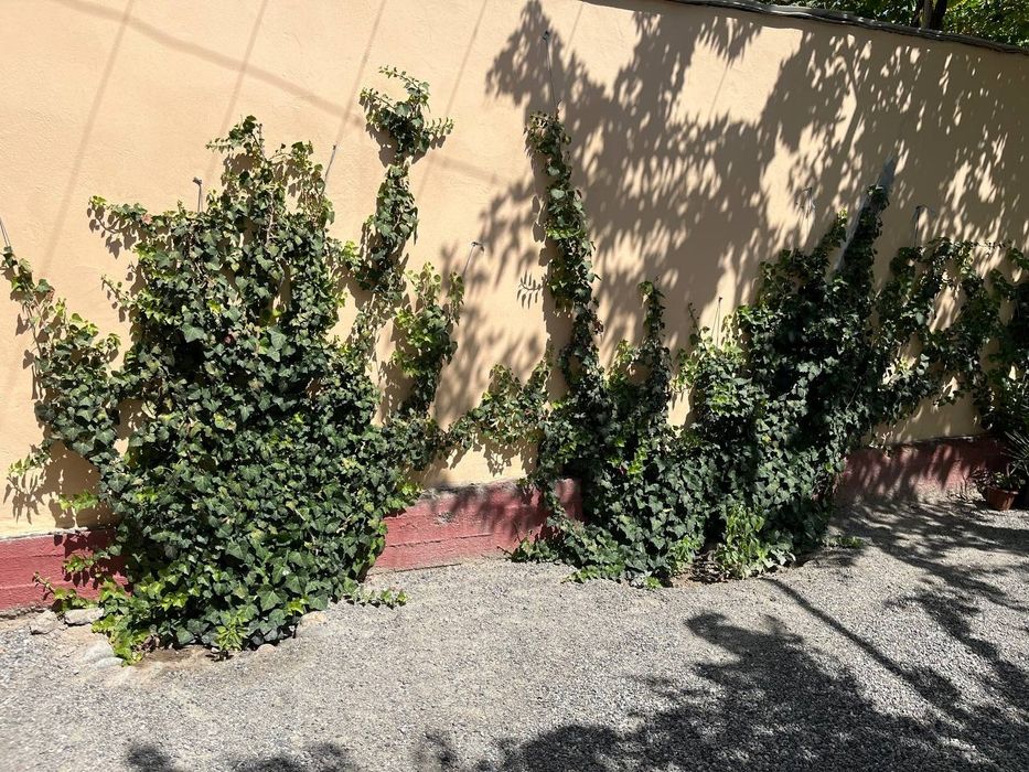 Devor va uy uchun gul