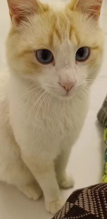 Котик мальчик белый