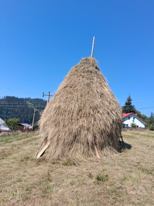 Clai de fan de anul acesta