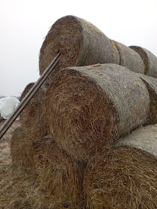 Baloți făcuți din paie de ovăz