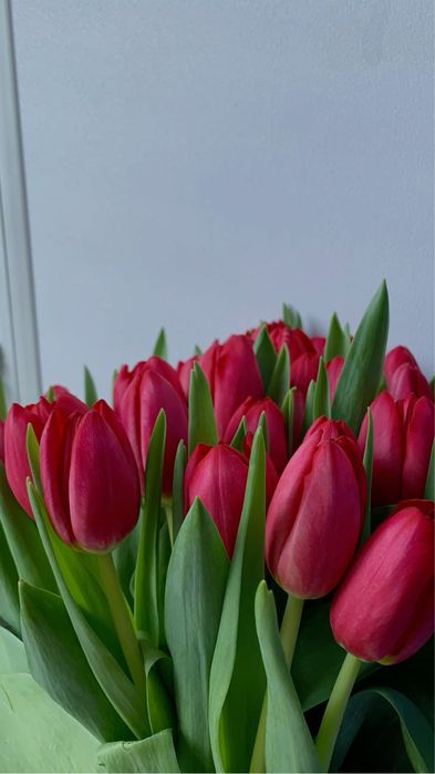 Тюльпаны по выгодной цене, город Астана