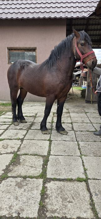 Manz de 2 anii de vanzare