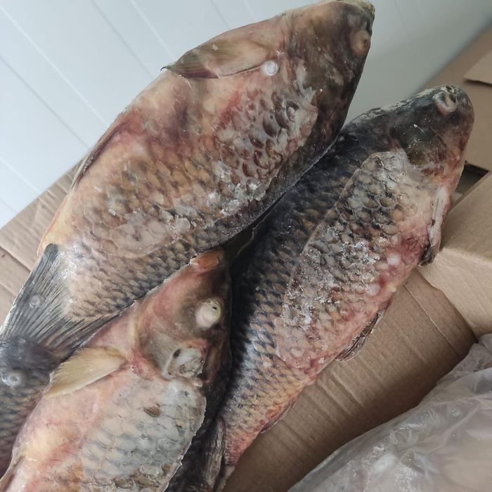 Рыба сазан крупный