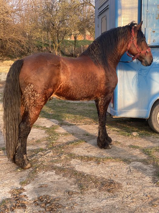 Armasar de 3 ani metis frizian