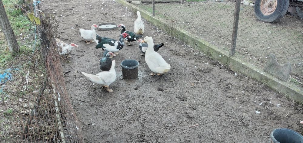 Vând rate mute și gălăgioase