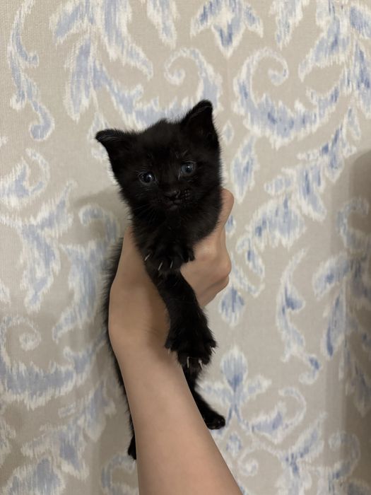 В добрые руки котята