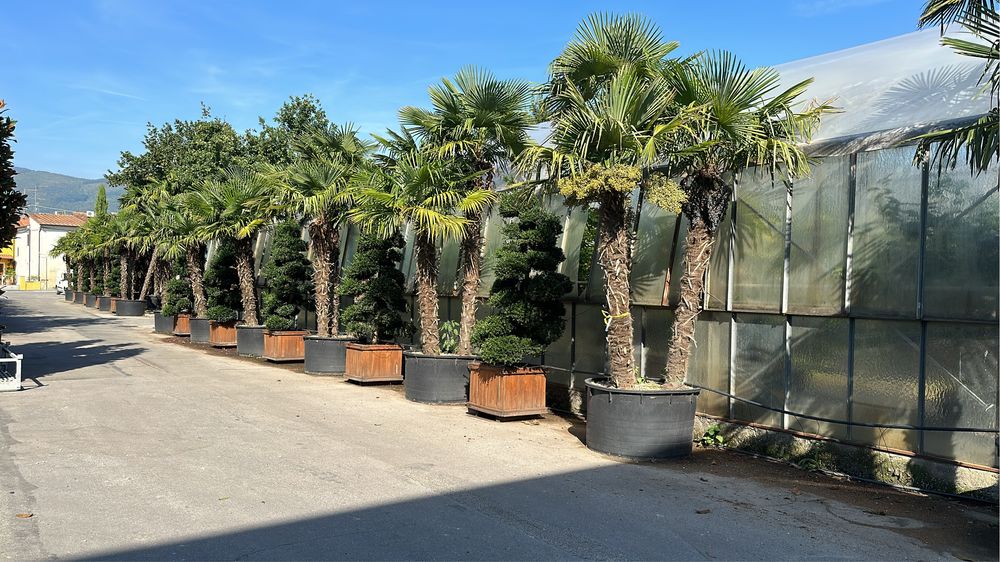 Tuia brazi bosai palmieri maslini cedru ilex spirale pohtinia taxus