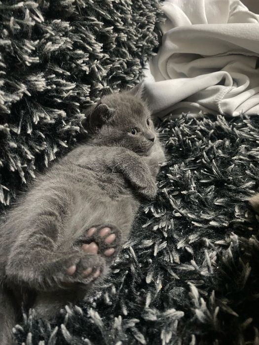 Продам британских котят 5 тыс