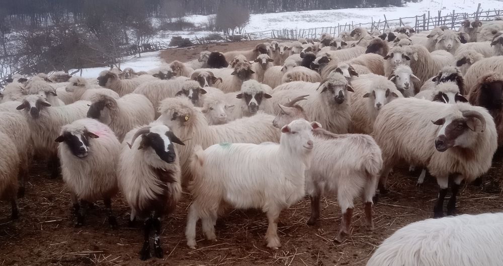 Vând o iadă și un țap.