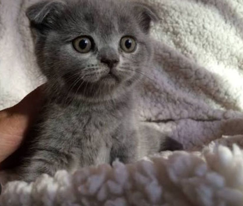 Девлчки и мальчики к лотку приусены 1.5 мес