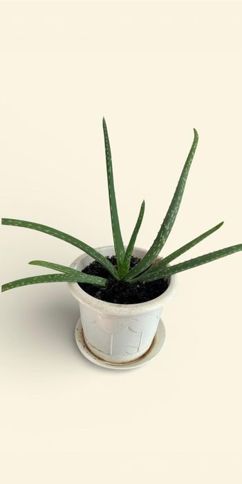 Продается домашние цветы