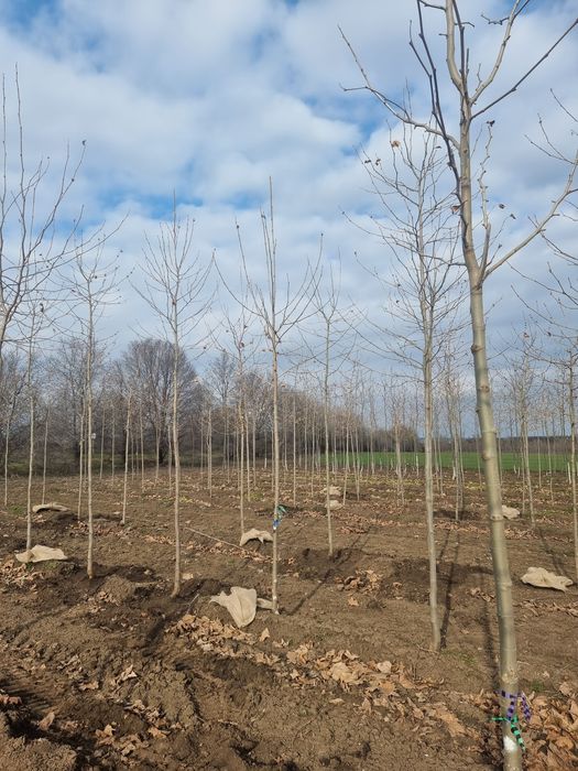 Leylandii- evunomius pe picior - cedrus- photinia