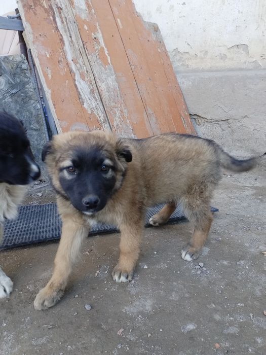 Щенята отдам бесплатно