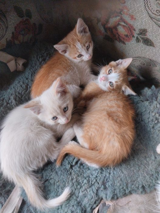 Котята мышеловы.