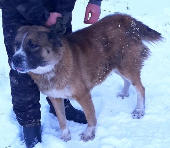 Отличные сторожа, охраники