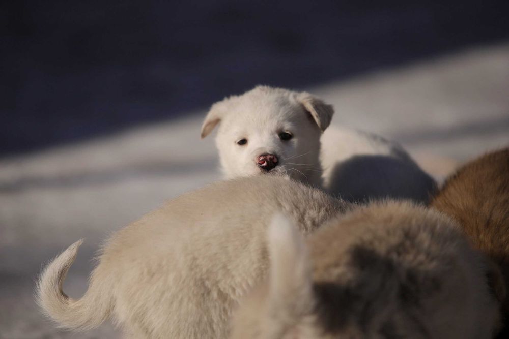 Щенок ищет дом, щенки