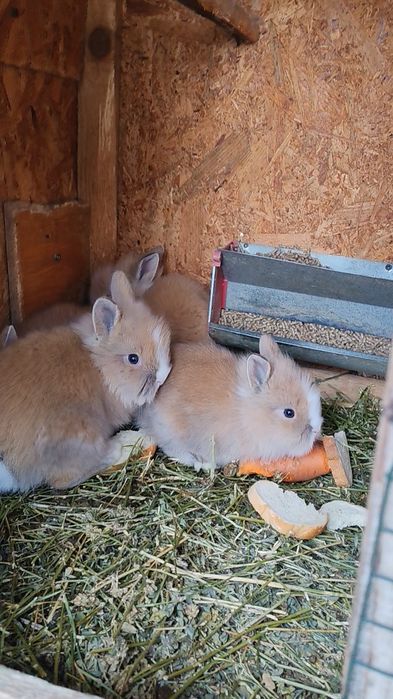 Iepurași pitici Iași locația Dumbrava ciurea