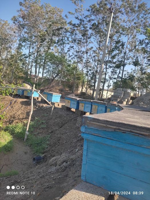 Asalari uyasi i sotiladi tez va arzon