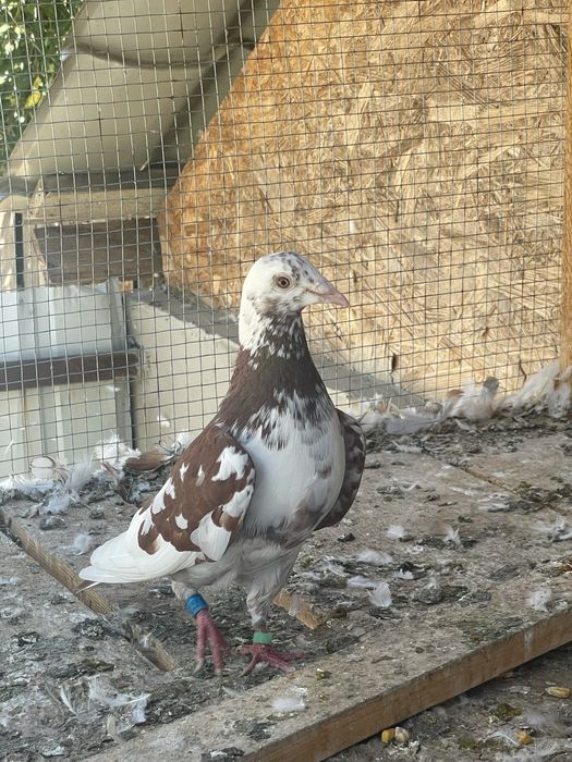 Porumbei voiajori meulemans
