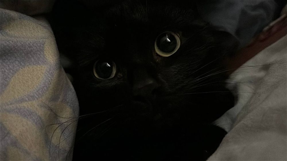 Отдам котика срочно