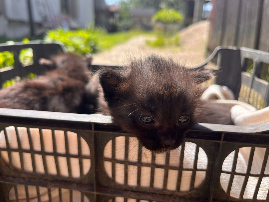 Puiuți de pisică spre adopție