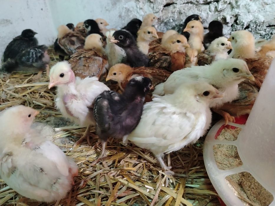 Vând 48 de pui de 5 saptamani