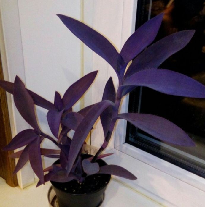 Черенки, ростки бесплатно Каскелен