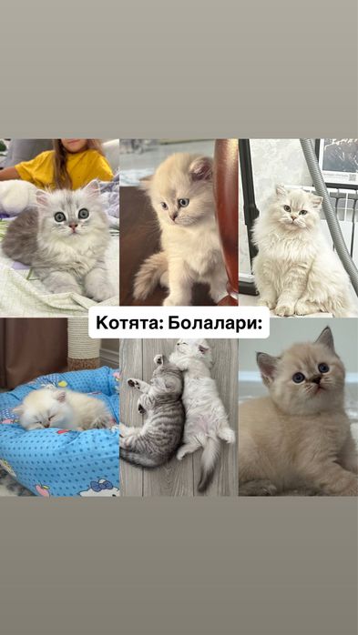 Вязка ! чистакровная Серебрестая Шиншилла NS11 приглашаем кошек честок