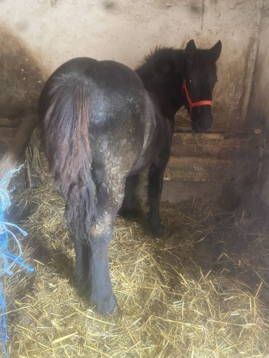 Vand o manza si un cal manza are6luni si calu are 6ani