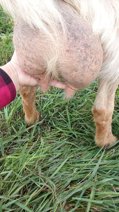 Schimb capra cu iada, pentru o vițică