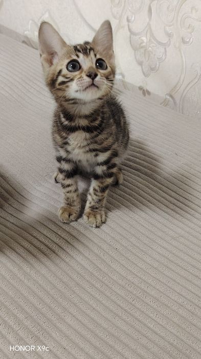 Bengal bolalari qiz o'g'il