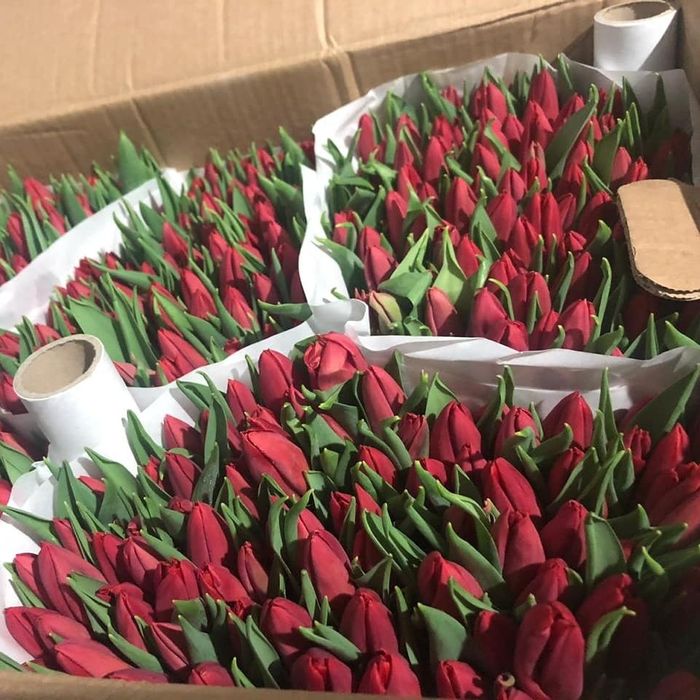 Голландские Тюльпаны Оптом