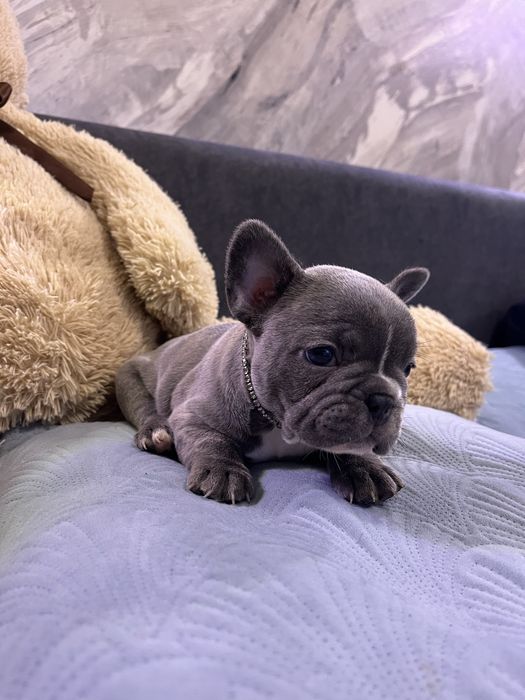 Bulldog francez