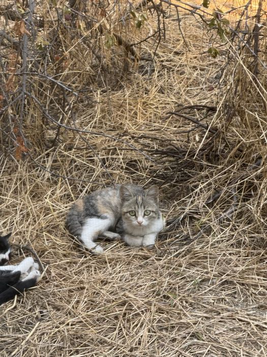 Отдам котят в добрые руки