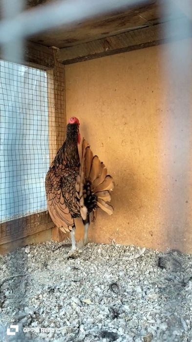 Zaltoy seberak xoʻroz sotiladi