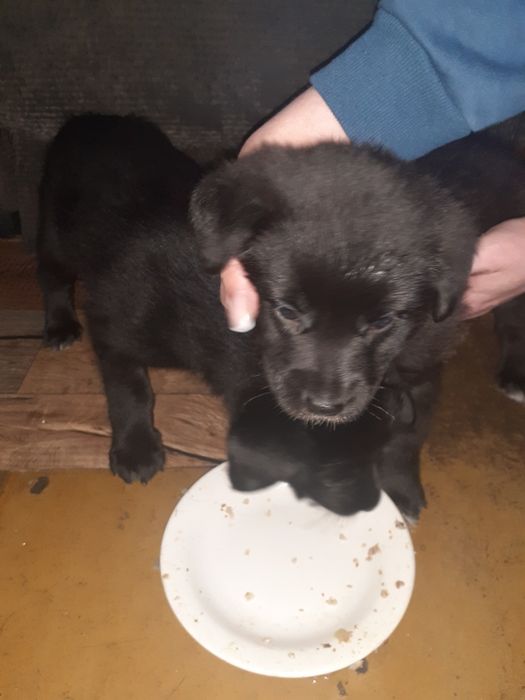 Животные даром бесплатно