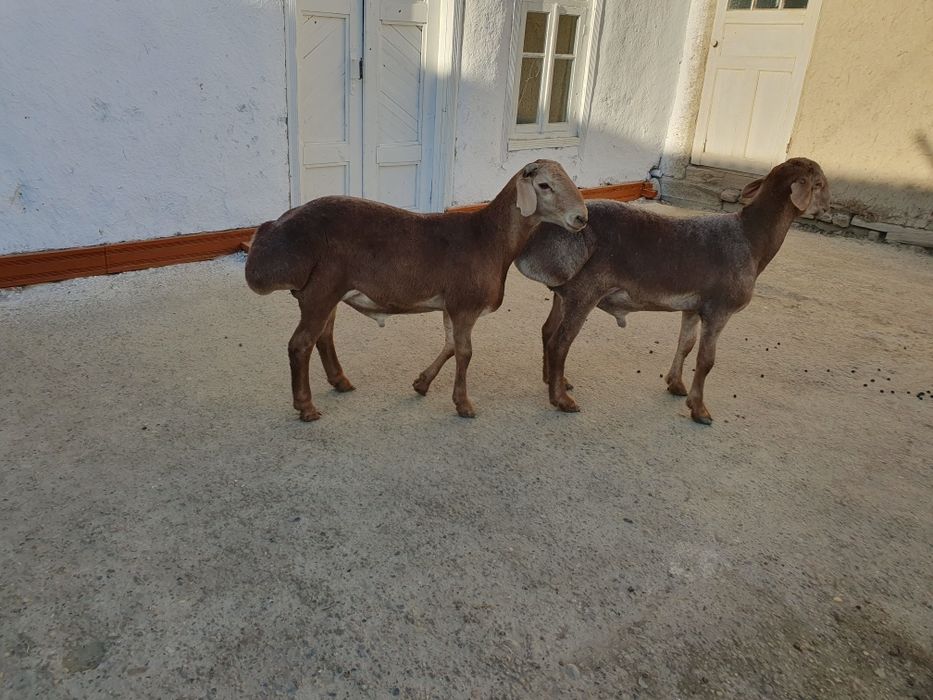 2ta Arashan zotli qo'chqor barralar sotiladi Shofirkonda