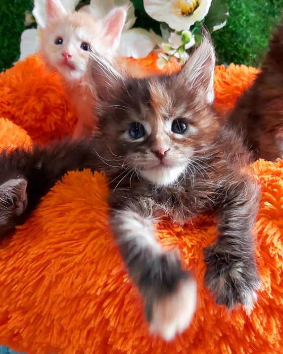 Мейн - Куны !!! Большой ВЫБОР котяток