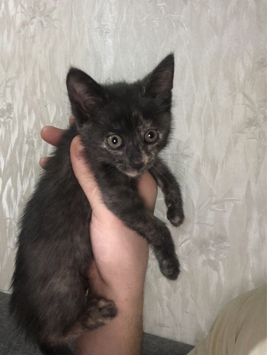 Котенок девочка