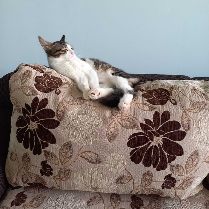Подарявам малко мъжко котенце