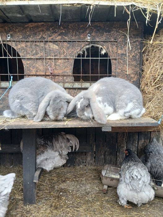 Vând iepuri berbec și uriaș german.