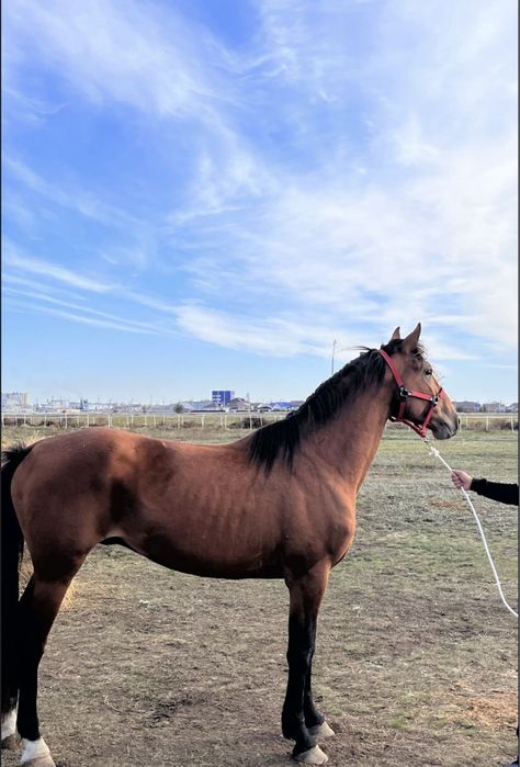 Продам жеребца.