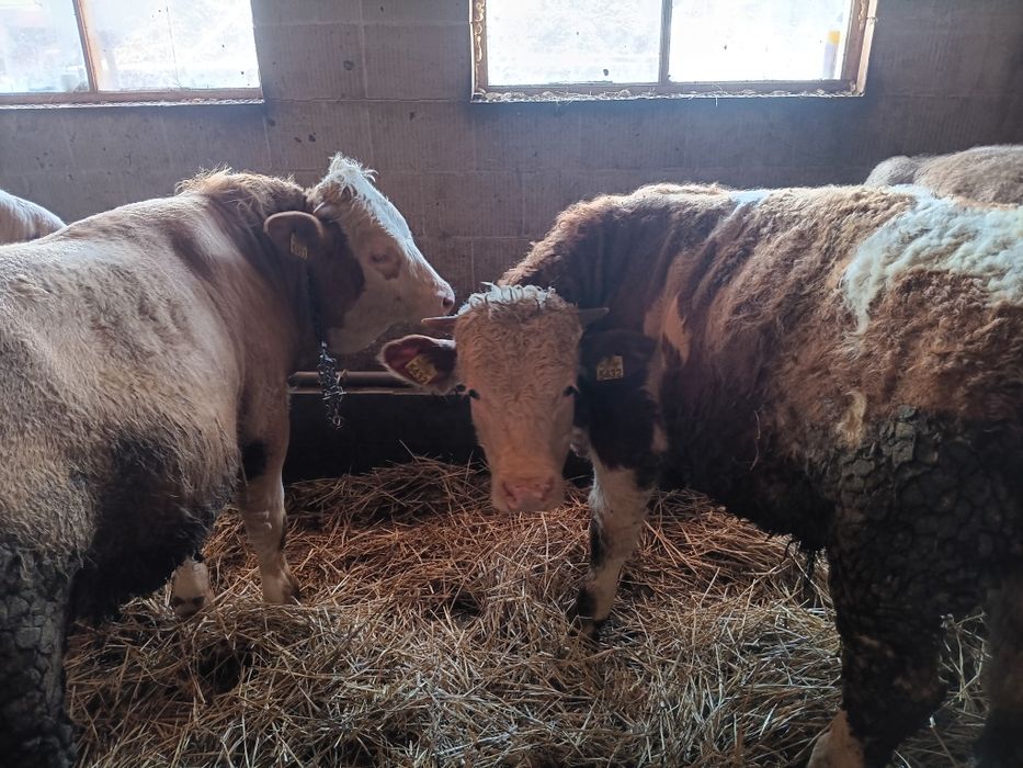 Vând taurasi de la 300 de kg până la 500 de kg. Preț 25 de lei  pe kg