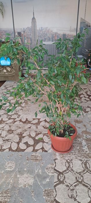 Цветок Фикус Бенджамина